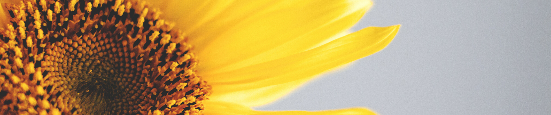 Copy of Untitled Design